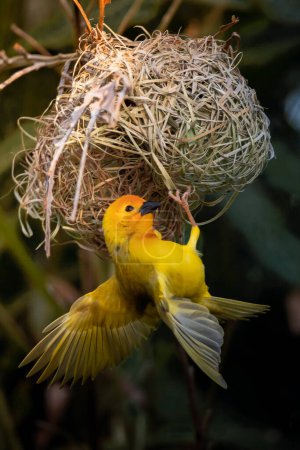 Foto de Las aves tejedoras (Ploceidae) de África, también conocidas como pinzones Widah construyendo un nido. Una obra maestra trenzada de un pájaro. Alas extendidas congeladas - Imagen libre de derechos