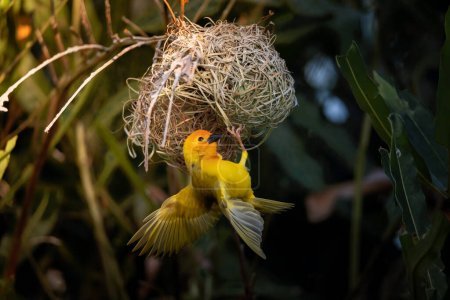 Photo for The weaver birds (Ploceidae) from Africa, also known as Widah finches building a nest. A braided masterpiece of a bird. Spread Wings Frozen - Royalty Free Image