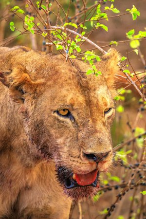 Foto de Lion mata búfalos de agua en Kenia, África. Un desayuno de un león agachado en sed de sangre. Grandes fotos de un safari en el Parque Nacional de Tsavo - Imagen libre de derechos