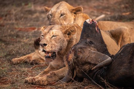Foto de Lion mata búfalos de agua en Kenia, África. Un desayuno de un león agachado en sed de sangre. Grandes fotos de un safari en el Parque Nacional de Tsavo - Imagen libre de derechos