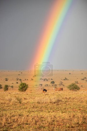 Saison des pluies dans la savane kenyane. Beau paysage en Afrique à la saison des pluies, soleil, pluie, arc-en-ciel. Photographie Safari à une distance incroyable