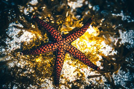 Foto de Estrella de mar, en el agua de Mauricio. bellamente iluminado, colores ricos - Imagen libre de derechos