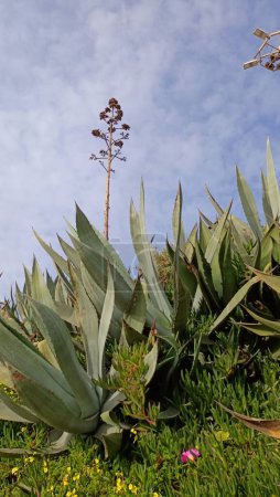 Foto de Aloe gigante con un tallo sobresaliente al final del cual las semillas. Foto de alta calidad - Imagen libre de derechos
