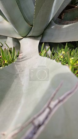 Foto de Hojas puntiagudas de aloe gigante disparadas desde disparos macro a corta distancia. Foto de alta calidad - Imagen libre de derechos