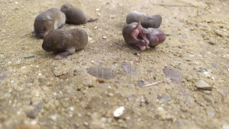 Téléchargez les photos : Cinq souris grises ou plus naissent sur le sol. Photo de haute qualité - en image libre de droit