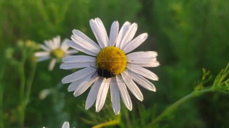Téléchargez les photos : Fleur de camomille sur laquelle rampe un petit scarabée noir. Photo de haute qualité - en image libre de droit