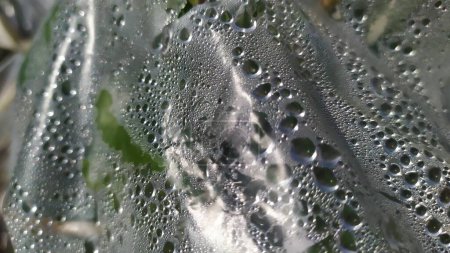 Foto de La película del invernadero en el que se ha formado la condensación y gotas de agua en el interior son visibles. Foto de alta calidad - Imagen libre de derechos