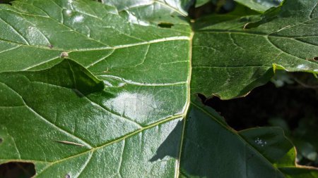 Téléchargez les photos : Une grande feuille de la plante Acanthus pousse au Portugal. Photo de haute qualité - en image libre de droit