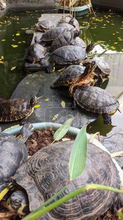 Les tortues reposent sur un rocher et se prélassent au soleil dans un étang artificiel. Photo de haute qualité