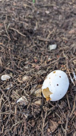 Téléchargez les photos : Un petit œuf cassé est tombé d'un arbre et son intérieur a été mangé par quelqu'un. Photo de haute qualité - en image libre de droit