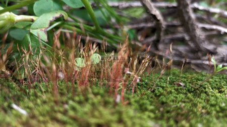Téléchargez les photos : La mousse pelucheuse verte pousse dans la forêt sur fond de brindilles sèches tombées en plein jour vidéo - en image libre de droit