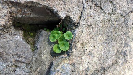 im Frühling in Sintra, im Stadtteil Lissabon, beginnen kleine grüne Pflanzen auf Steinmauern und rissigen Zäunen zu wachsen Umbilicus rupestris eine Pflanze, die im Frühjahr auf Steinen mit runden Blättern wächst