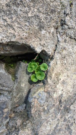 Foto de En primavera en Sintra, en el distrito de Lisboa, pequeñas plantas verdes comienzan a crecer en paredes de piedra y vallas agrietadas Umbilicus rupestris una planta que crece en piedras con hojas redondas en primavera en - Imagen libre de derechos