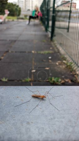 Photo for A large mosquito stands motionless on the iron back of a chair in the park on the playground - Royalty Free Image