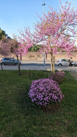 Téléchargez les photos : Les arbres ornementaux et les fleurs fleurissent avec des fleurs violettes au printemps au Portugal - en image libre de droit
