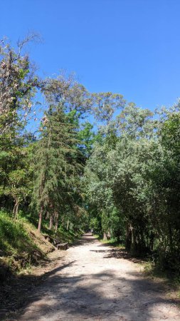 Téléchargez les photos : Un sentier dans les bois par une journée ensoleillée au Portugal - en image libre de droit