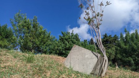 Photo for A young tree has bent and grows bent because of a cube of concrete that has slid down the slope - Royalty Free Image