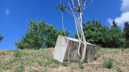 Photo for A young tree has bent and grows bent because of a cube of concrete that has slid down the slope - Royalty Free Image