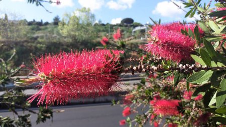 Téléchargez les photos : Belle fleur exotique Callistemon laevis fleurit au Portugal - en image libre de droit