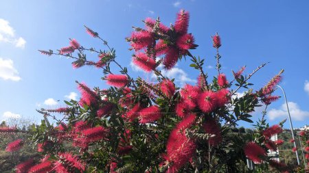 Téléchargez les photos : De belles fleurs de l'arbre ornemental Callistemon fleurissent au Portugal - en image libre de droit