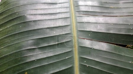 Téléchargez les photos : Texture de feuille de banane verte Macro Photo - en image libre de droit