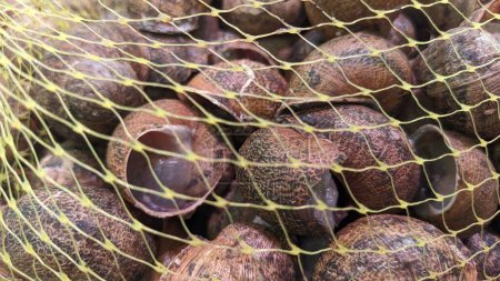 Photo for A lot of edible snails, packed in a net, are in an ice box in the store photo - Royalty Free Image