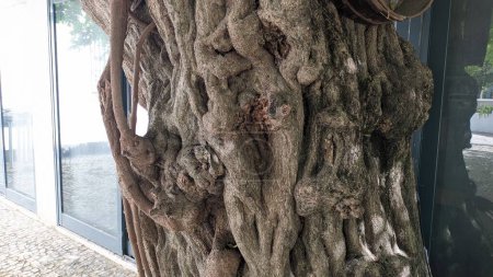 Téléchargez les photos : Le tronc épais d'une vieille vigne Wisteria pousse près d'un mur à Lisbonne photo - en image libre de droit