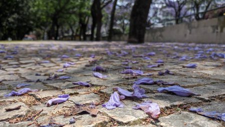Téléchargez les photos : Des pétales de fleurs pourpres tombés sur des dalles de pavage dans un parc de Lisbonne photo - en image libre de droit