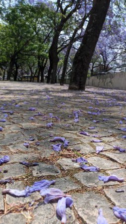Téléchargez les photos : Des pétales de fleurs pourpres tombés sur des dalles de pavage dans un parc de Lisbonne photo - en image libre de droit