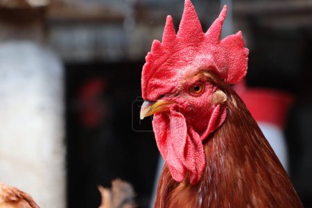 Foto de La cabeza de un gallo rojo con un peine rojo grande mira a la foto de la izquierda - Imagen libre de derechos