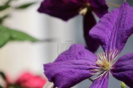 Foto de Gran flor de clematis púrpura en flor en verano en la foto del sol - Imagen libre de derechos