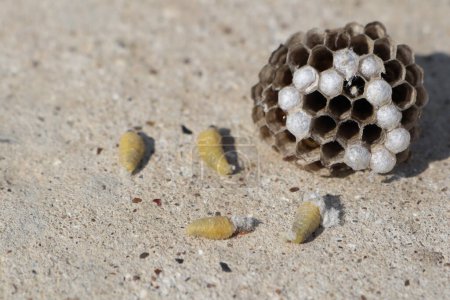 Photo for Wasp nest is lying on the ground and next to it are several larvae that have fallen out of the nest - Royalty Free Image