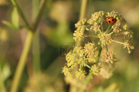 Foto de Escarabajo mariquita de pie sobre una flor umbelífera recogiendo foto de polen - Imagen libre de derechos
