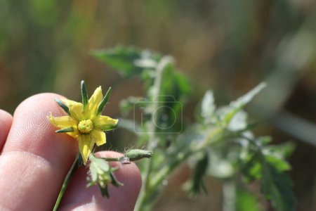Téléchargez les photos : Dans la paume entre les doigts, une main d'homme tient une fleur jaune d'une plante de tomate photo - en image libre de droit