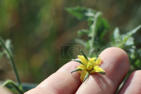 Téléchargez les photos : Dans la paume entre les doigts, une main d'homme tient une fleur jaune d'une plante de tomate photo - en image libre de droit