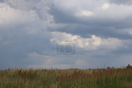 Téléchargez les photos : Prairie verte avec herbe haute et ciel nuageux avec nuages de pluie photo - en image libre de droit