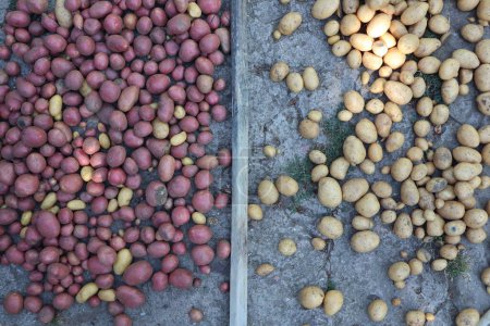 Red and Yellow Potatoes Two Different Varieties of Potatoes Harvesting photo