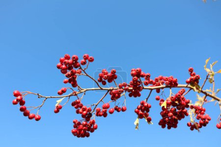 Ein Zweig eines Obstbaums mit roten Beeren hebt sich vom klaren blauen Himmel ab und zeigt die Schönheit der Natur im Kontrast zwischen Pflanze und Himmel
