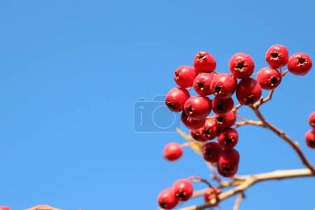 Ein Zweig eines Obstbaums mit roten Beeren hebt sich vom klaren blauen Himmel ab und zeigt die Schönheit der Natur im Kontrast zwischen Pflanze und Himmel