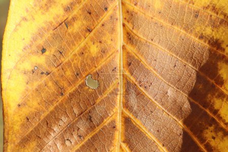 Ein Nahaufnahme-Bild eines Laubblattes mit einer gelben Tönung, das ein Loch darin zeigt. Das Blatt gehört zu einer Erdpflanze, möglicherweise einem Baum oder Gras, mit einem holzigen Stamm und Zweig