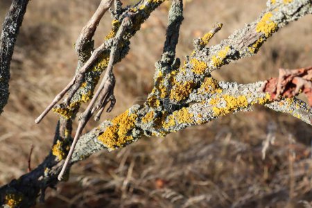 Macro shot of a twig covered in lichen, showcasing the intricate beauty of natures art on a tree branch in a natural landscape