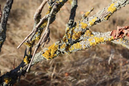 Macro shot of a twig covered in lichen, showcasing the intricate beauty of natures art on a tree branch in a natural landscape