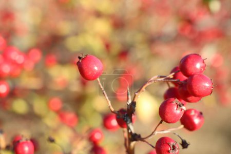 Several red hawthorn berries close-up hanging on a branch of a shrub in autumn in the sun photo
