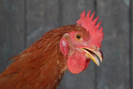 Foto de Cuello y cabeza de una gallina roja en el fondo de tablones de granero de madera Foto de pico abierto - Imagen libre de derechos