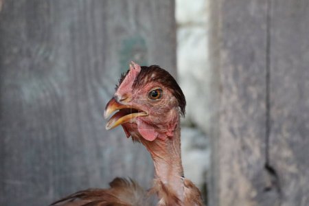 A close up of a Chicken Galliformes, Phasianidae with its beak open, displaying its comb. Chickens are terrestrial animals, flightless birds, and common livestock in the poultry industry