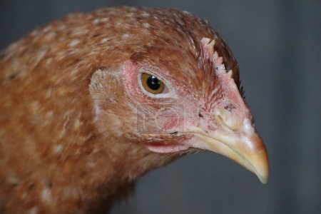 A closeup of a chicken, a terrestrial animal from the family Phasianidae, showing its yellow beak and feathers. A flightless bird commonly bred for poultry