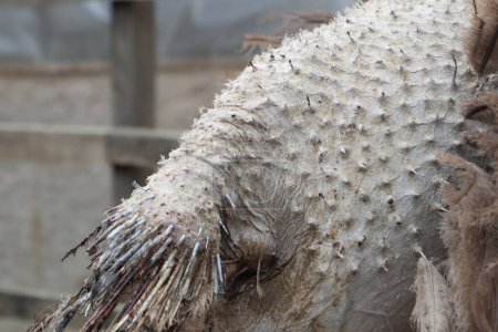 The bare back and tail of an ostrich. All the feathers fell from the back and tail of the ostrich on the farm photo