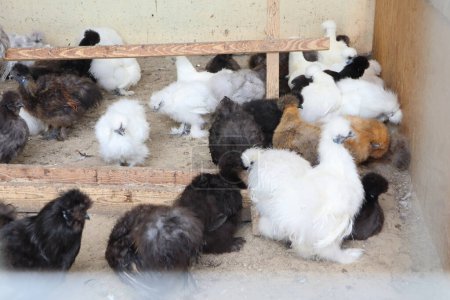 Eine Gruppe von Hühnern, Mitglieder der Galliformes, sind in einem Käfig eingeschlossen, der Teil des Viehs ist. Es handelt sich um Landtiere, die unter die Kategorie Geflügel fallen, eine Art Nutzvogel.