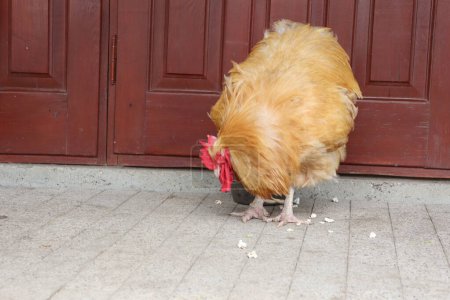 A redcrested chicken is standing on a pavement near a door. The bird belongs to the Phasianidae family and is part of the Galliformes order