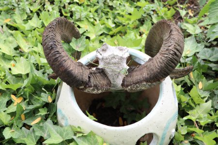 Téléchargez les photos : Grandes cornes de chèvre avec morceau de crâne animal Décor de jardin photo - en image libre de droit
